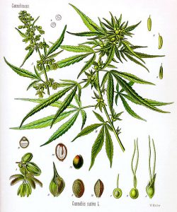 Cannabis_sativa_Koehler_drawing (1)