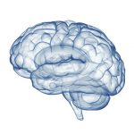 Menschliches Gehirn - Röntgenbild